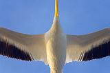 White Pelican Belly_35582